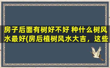 房子后面有树好不好 种什么树风水最好(房后植树风水大吉，这些树最宜为你种！)